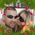 Debi Evan Knerr's profile image