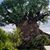 Elizabeth Shum's profile image