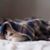 Dina Cimarusti's profile image