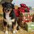 Sandy Shannon's profile image