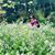 Hong Chau Phan's profile image
