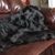 Rachael Lanham's profile image