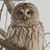 Jules Poirier's profile image