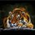 Rose DiCenso's profile image