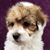 BarMor Puppies's profile image
