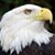 Albert Schultz's profile image
