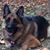 Connie Rosenthal Berman's profile image