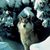 Randy LeWolf Poignant's profile image