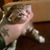 Dennis Murphy's profile image