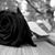 Fernanda Gutierrez's profile image