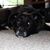 Carol Bodenhamer's profile image