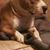Cajun Hutchens's profile image