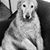 Misty Chenoweth's profile image