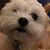 Gina Valli's profile image