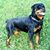 Cruzito Torres's profile image
