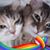 Julie Anne Thurber Sommerfelt's profile image