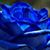 Tru Blu's profile image
