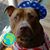 Susan Benjamin's profile image