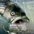 Roy Bailey's profile image