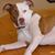 Joanne Kovacs Benco's profile image