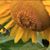 Candee Todd Chadwick's profile image