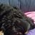 Sara Weekly Shettlesworth's profile image