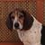 Frank Rowlison's profile image