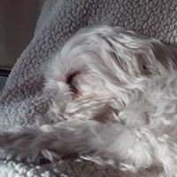 Sally Niehaus's profile image