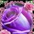 Julie Ockert Urich's profile image