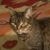 Rosy Gammad's profile image
