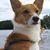 Brian Batcheller's profile image