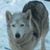 Lisa Lubert's profile image
