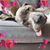Michelle Sheffer Cook's profile image