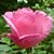 Barb Rider's profile image