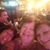 Maureen Canning Uleau's profile image