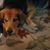 Sonya Hill Gillispie's profile image