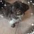 Connie Lantz's profile image