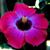 Tracy Gordon's profile image