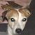 Jack Russell's profile image