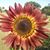 Dawn Sellers Wilmoth's profile image