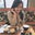 Ly Le's profile image