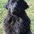 Carol Cline- Davis's profile image
