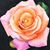 Jackie Maxwell Perkins's profile image