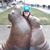 Darcy Goulart's profile image