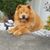 Lisa McClelland Morelli's profile image