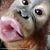 Alison O'Neill's profile image