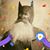 S.K. David L Morales's profile image