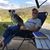 Dave Irvine's profile image