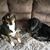 Tracey Mustonen-Coykendall's profile image