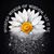 Shauna Resnick's profile image